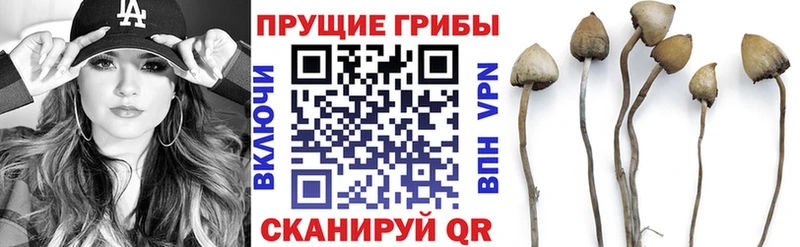 купить  цена  Мосальск  Галлюциногенные грибы MAGIC MUSHROOMS 